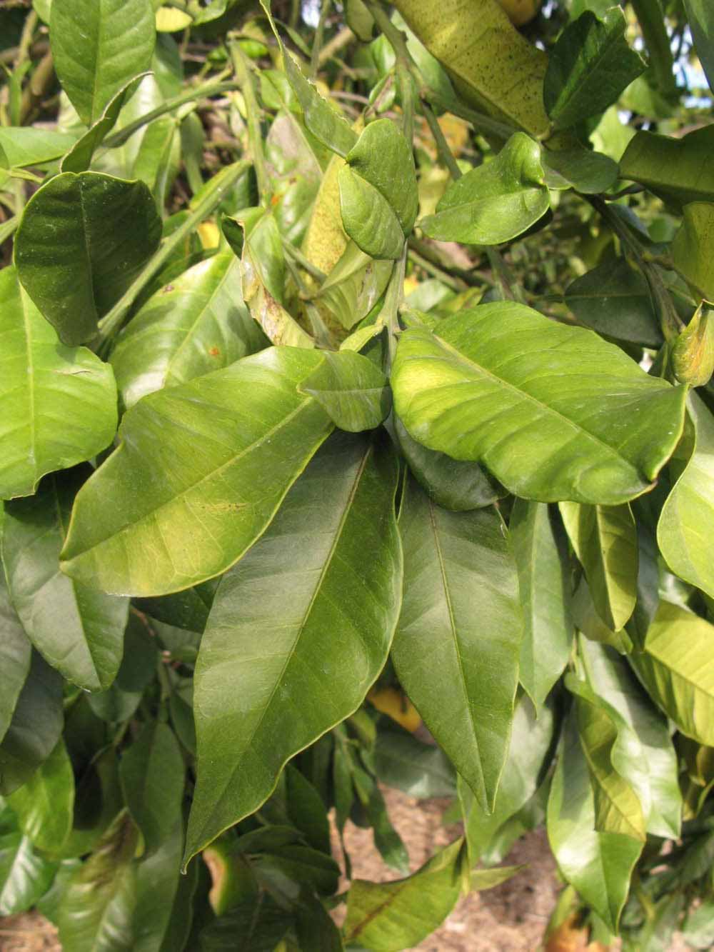            Sun leaves (Winter Haven, FL)   